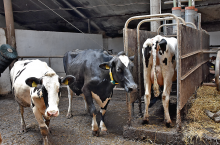 Coraz większe grono hodowców decyduje się na przerwę w zabiegach inseminacji właśnie podczas wysokich temperatur. Ma to sens?