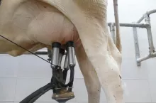 Paradoksalnie wyjątkowo niska liczba komórek może oznaczać, że krowy nie reagują odpowiednio na infekcje, co czyni je bardziej podatnymi na kliniczne zapalenie wymienia.