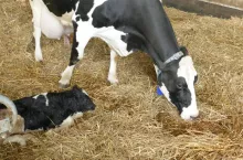 Cięższy przebieg ketozy niekorzystnie wpływa również na płodność, zwłaszcza wtedy, gdy choroba rozpocznie się wkrótce po wycieleniu