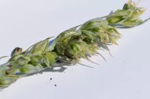 Jakie choroby zagrażają pszenicy tuż po siewie? Jak je zwalczać?