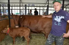 Ryszard Dmochowski długo zastanawiał się nad wyborem rasy, ale od początku chciał, aby było to bydło o stosunkowo małych wymaganiach żywieniowo-bytowych, tak aby krowom i cielętom w okresie letnim wystarczyło dobrej jakości pastwisko.