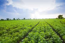 Green soybean field in India, Agricultural industry.