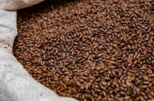 One of the main ingredients for brewing beer of all kinds