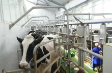 Hala udojowa DeLaval 2 x 10, w której krowy dojone są trzykrtonie – jak zauważył Zbigniew Pustuła – przy tak intensywnym użytkowaniu i wysoko wydajnych zwierzętach powinna mieć zdecydowanie większą kubaturę