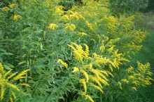 Nawłoć przywędrowała do nas z Ameryki Północnej. Jest rośliną bardzo ekspansywną – za sprawą kłączy, które silnie się rozrastają tuż pod powierzchnią ziemi, oraz nasion, które skutecznie się rozsiewają, zasiedlając coraz większe tereny