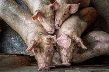 Young pigs in hog farms, Pig industry