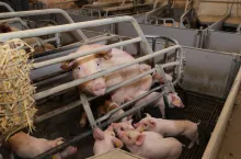 Grønbo to ferma na południu Danii, utrzymująca 2200 loch. Roczna sprzedaż 30-kg prosiąt wynosi 75 tys. Warchlaki trafiają na duński i niemiecki rynek. Całością zarządza Charlotte Delf.