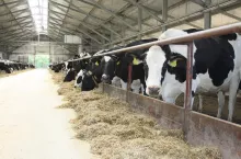 Duża mleczarnia tnie ceny mleka o 10 gr! Czy spadki wyhamują?