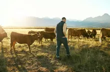 Farm, agriculture and farmer man with cattle eating grass on field outdoors. Agro, sustainability o.