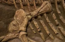 Dinosaur fossil