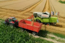 Rekord plonowania pszenicy ozimej w Kraszewie Czarnym