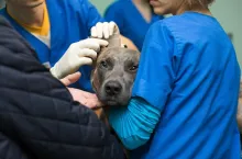 Veterinary inspection of the dog‘s ears before surgery
