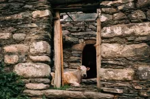 Georgia. Cow Lying In Shed In Georgian Village.