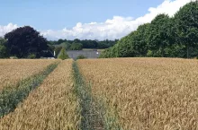 pole, krajobraz, zboże, rolnictwo