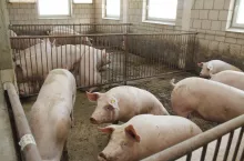 Przyjmuje się, że loszki osiągają dojrzałość płciową w wieku około 5–5,5 miesięca życia. Wiek wejścia w pierwszą ruję mieści się zwykle w zakresie 6–8 miesięcy.