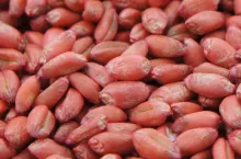 Rizoktonioza zbóż – co ułatwia jej rozprzestrzenianie i jak ją zwalczać?