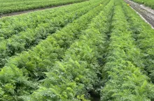 Plantacja marchwi