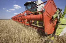 Pszenica droższa nawet o 100 zł. Jakie są ceny zbóż i rzepaku na początku sierpnia 2023? 