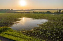 Flooded agricultural field with growing plants in spring nature. Concept of recovering crops after natural disaster with water on the ground.
