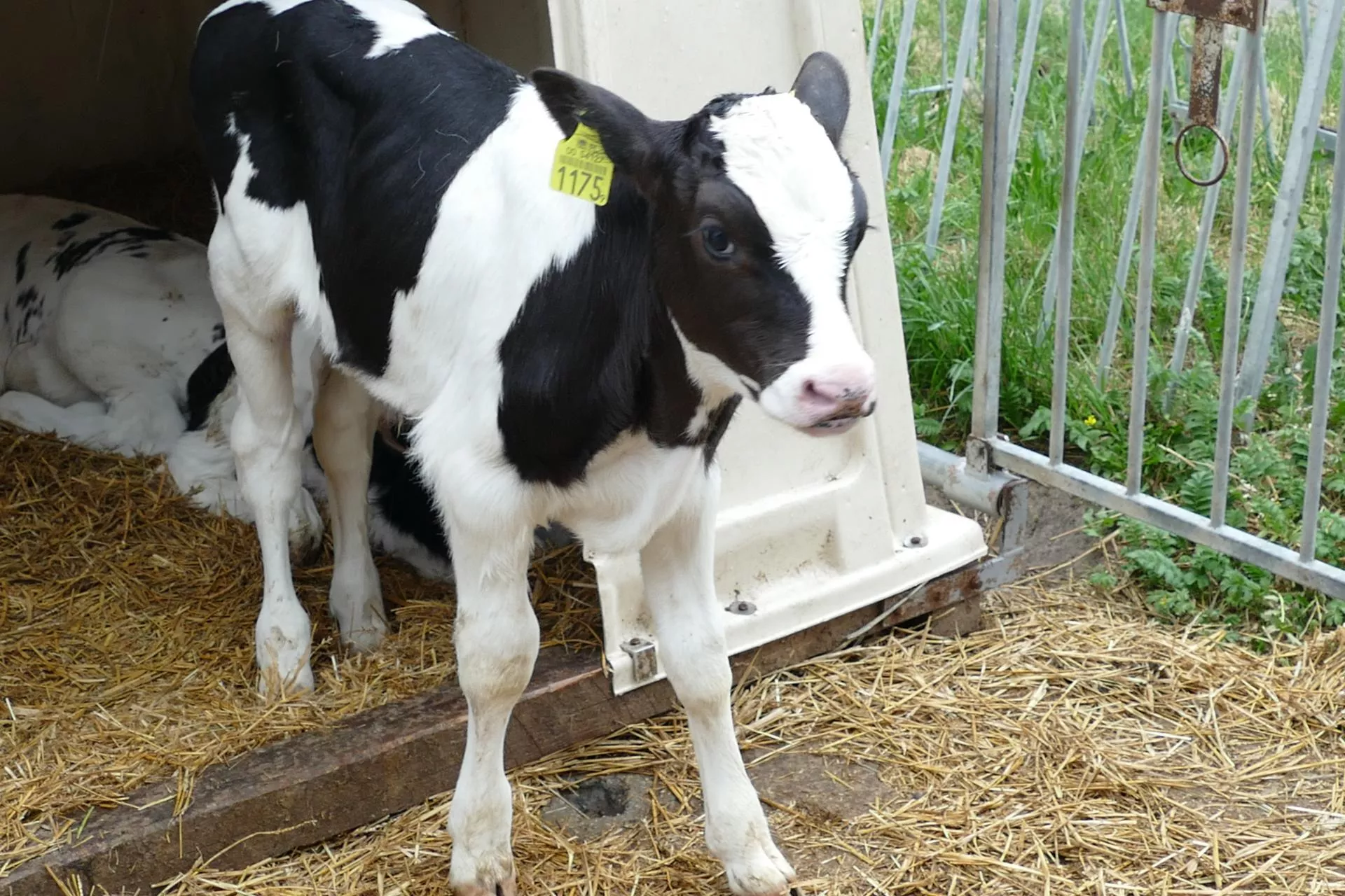 Jak chronić cielęta przed Mycoplasma bovis? S.O.S. dla gospodarki