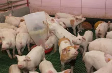 W odchowalni zasadnicze znaczenie ma stosowanie odpowiedniej paszy dla prosiąt odsadzonych przy różnej masie ciała, aby dobrze rozwinąć układ pokarmowy