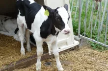 Zwierzęta, które przechorowały infekcję Mycoplasma bovis uzyskują bardzo niskie przyrosty dobowe.