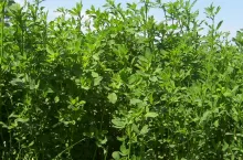 Uprawa lucerny pozwala na znaczne obniżenie kosztów zakupu drogich komponentów białkowych