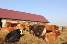 Gdy skarmiamy większe ilości słomy, to warto uzupełnić dawkę żywieniową w źródło białka jak np. makuch czy poekstrakcyjna śruta rzepakowa.