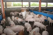 Tuczniki staniały nawet o 1 zł! Jakie są aktualne ceny świń w Polsce?