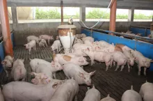 Świnie cierpiące na adenomatozę cechują się nierównymi przyrostami masy ciała, co skutkuje zróżnicowaniem
w obrębie grupy
