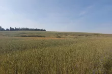 Straty z tytułu suszy można zgłaszać poprzez aplikację jeszcze do 15 października – bez względu na to, kiedy one wystąpiły i czy uprawa jest jeszcze na polu,czy nie