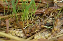 porastanie, porośnięte