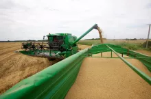 W tym tygodniu drożeje nie tylko pszenica konsumpcyjna, ale także żyto, jęczmień oraz pszenżyto