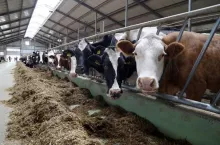 Spadające ceny mleka dobijają rolników, a minister proponuje... kredyt. ”Będzie Pan katem mojego stada” 