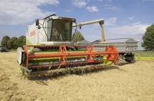 Jakie są ceny zbóż i rzepaku w połowie sierpnia 2023?