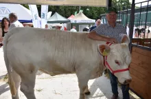 Obecnie Krzysztof Kamiński ma 11 krów matek rasy charolaise objętych oceną. Sprzedaje głównie zwierzęta hodowlane po inseminacji, a więc są to córki i synowie najlepszych byków francuskich.