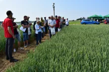 Po poletkach doświadczalnych jak zawsze oprowadzała uczestników Małgorzata Gazda, kierownik Działu Badawczo-Doświadczalnego SDOO we Wrócikowie