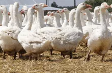 Pomoc otrzymaną na rozwój małego gospodarstwa można przeznaczyć także na inwestacje związane z produkcją drobiarską – nie tylko ekologiczną, ale i konwencjonalną.