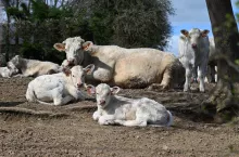 W polskich warunkach byłoby idealnie, gdyby krowy cieliły się od stycznia (a nawet grudnia) do maja.