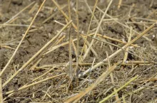 słoma, resztki rzepak