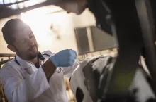 Vet giving calf an injection