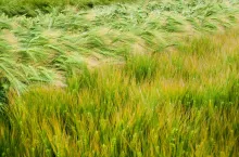winter barley, demo field, divided sectors demo plots of new varieties cereals