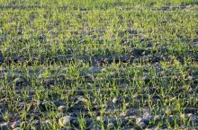 pszenica, wschody, pole