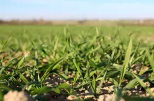 pole, uprawa, zboże, pszenica