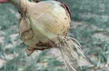 Cebula z dymki