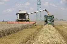 Ceny zbóż znowu spadły. Cena pszenicy konsumpcyjnej nawet poniżej 900 zł