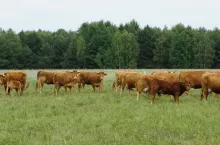 Wapnowanie użytków zielonych należy wykonać po ostatnim pokosie łąki lub po ostatnim wypasie pastwiska. Najlepszym terminem na przeprowadzenie tego zabiegu jest późna jesień tj. okres od października do listopada