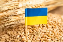 Grains wheat with Ukraine flag, trade export and economy concept.