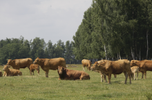 Byki droższe nawet o 30 gr. Jakie są aktualne ceny bydła w Polsce?