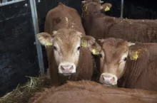 Dobre wiadomości dla producentów bydła!